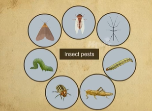 Introduction to Insect Pests and Diseases